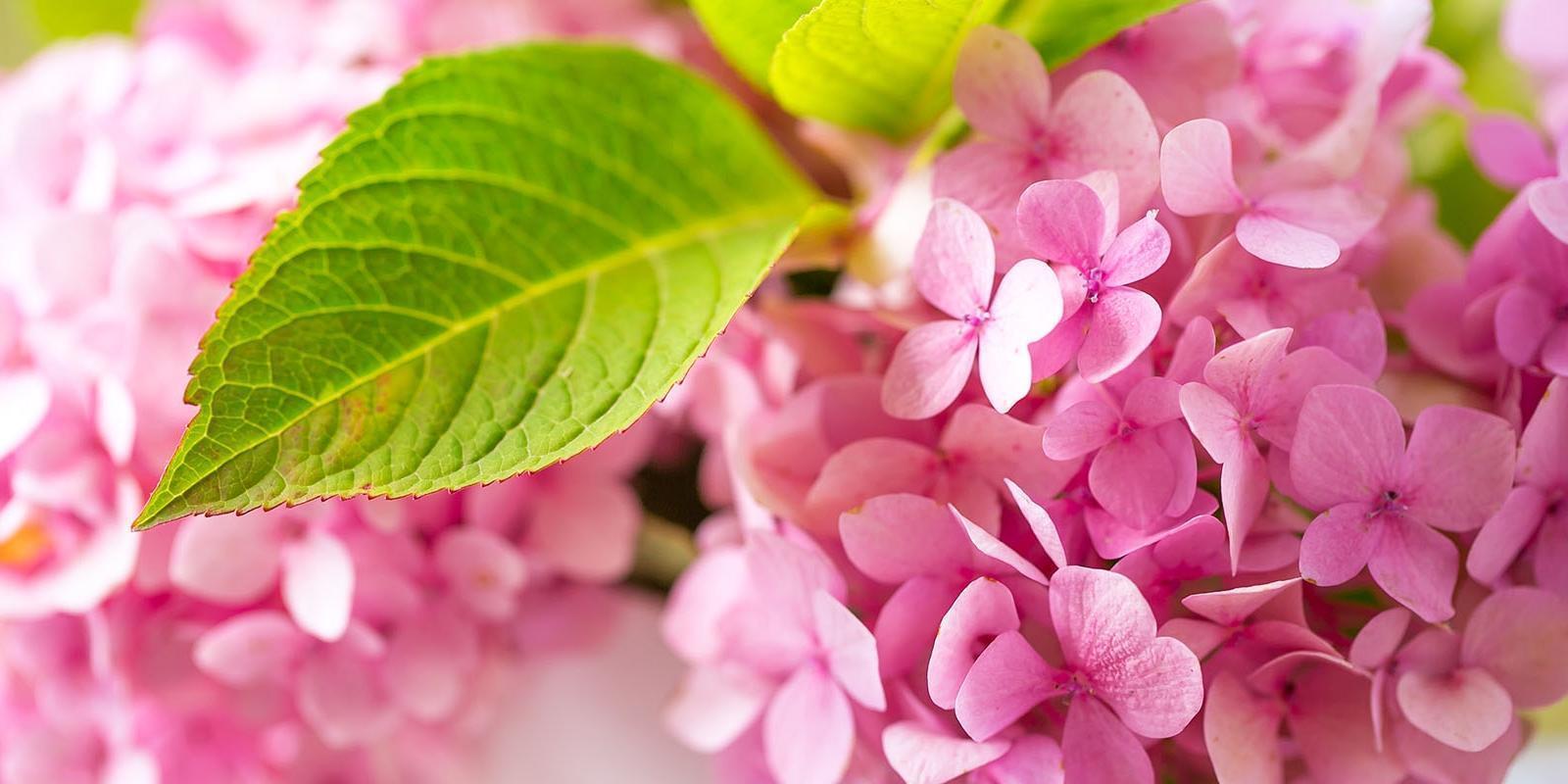 Aktentas Optimisme Voorwaardelijk Snijbloemen van de maand juni: ontdek ze online - Bloemen en planten  groothandel Roobos