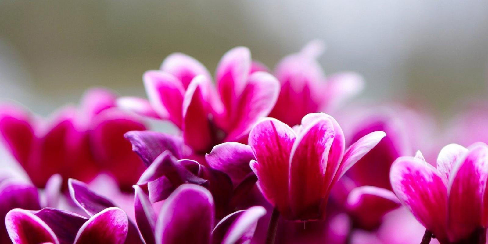 the most beautiful Cyclamen from Kwekerij Bergcamp