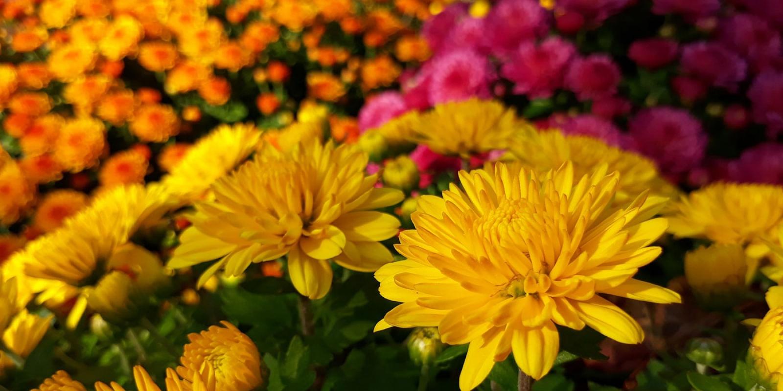 the most beautiful chrysanthemums from Kwekerij SV.CO