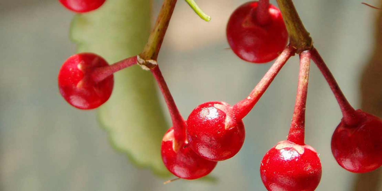 Nursery Bos Ardisia