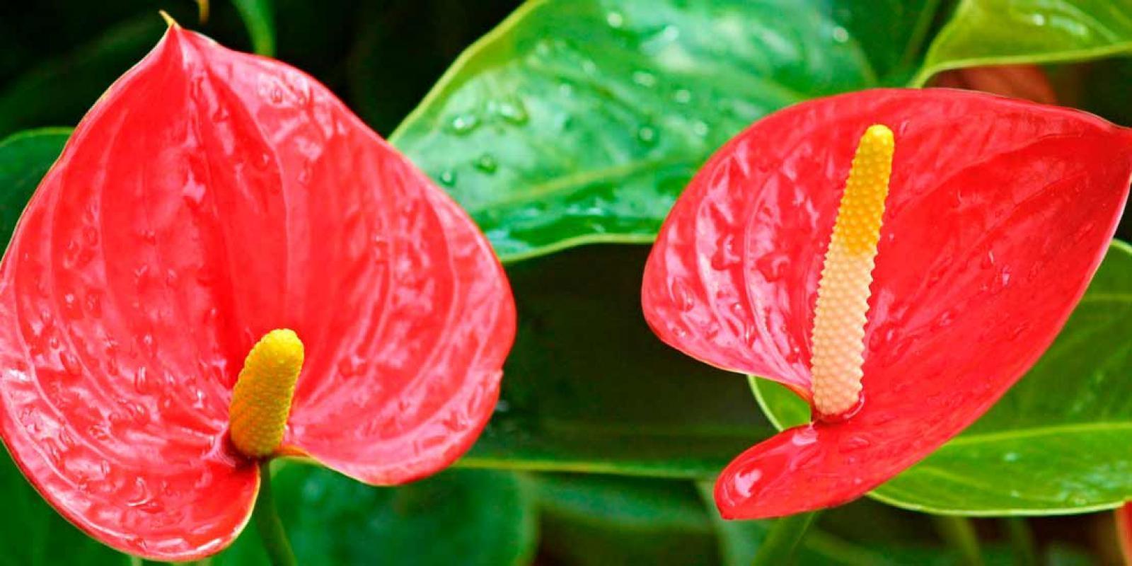 Amazone Plants