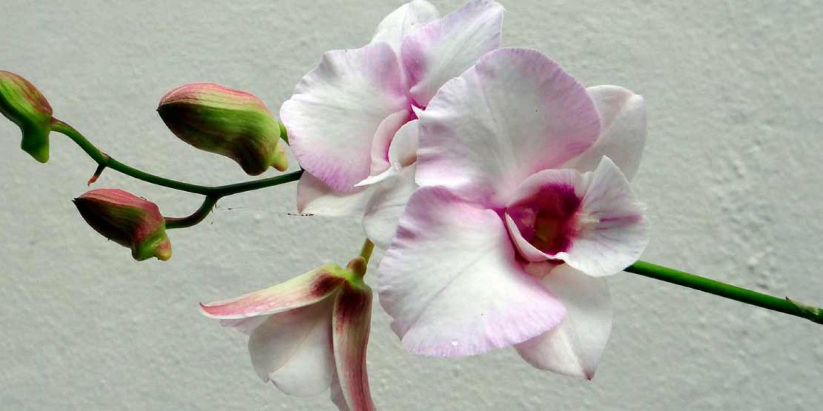 De Hoog Orchids