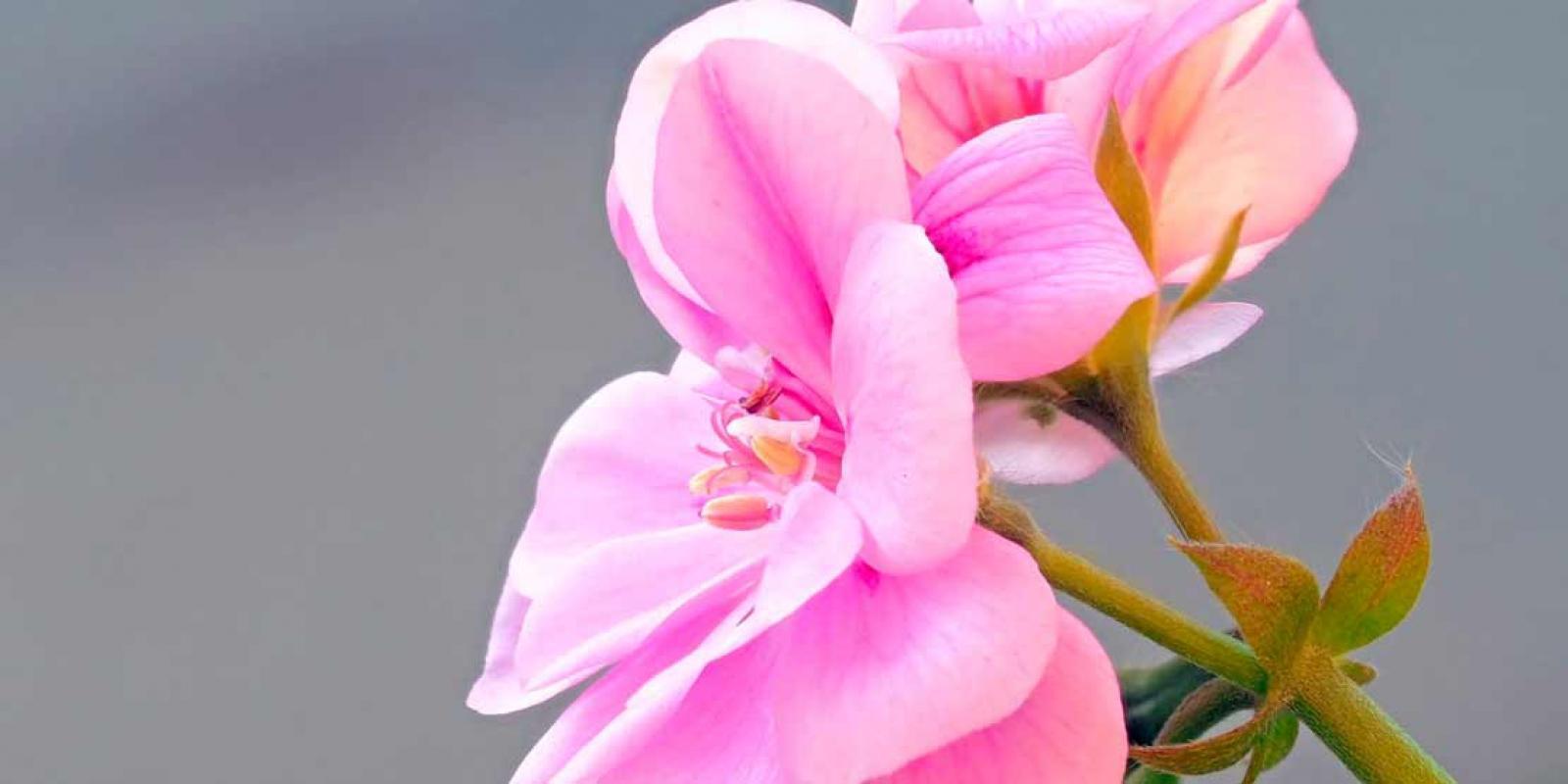 Adrichem Potplanten