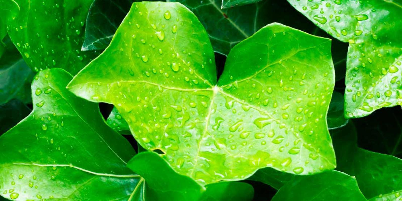 Hedera Plant