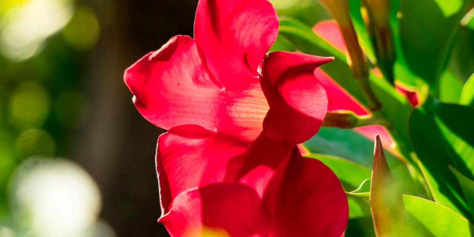 Nursery Beauty Plants