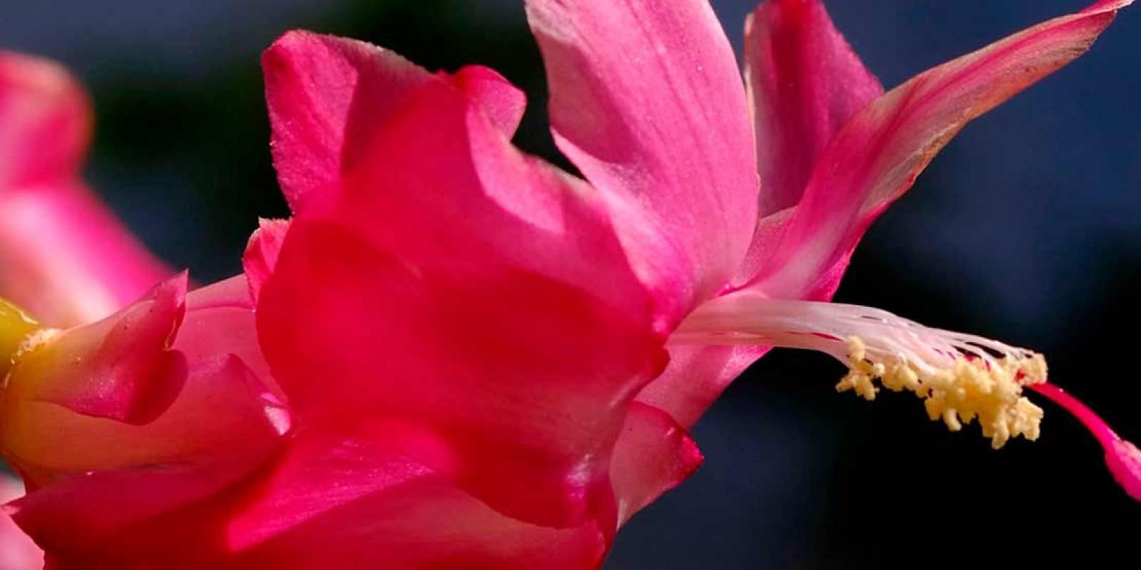 Hofland Flowering Plants