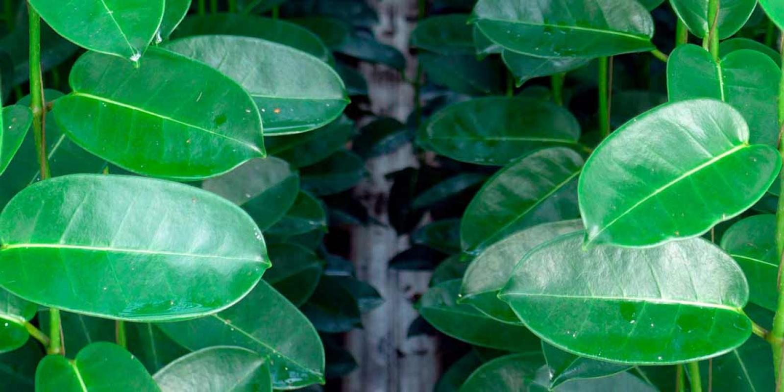 Hoogendoorn Stephanotis