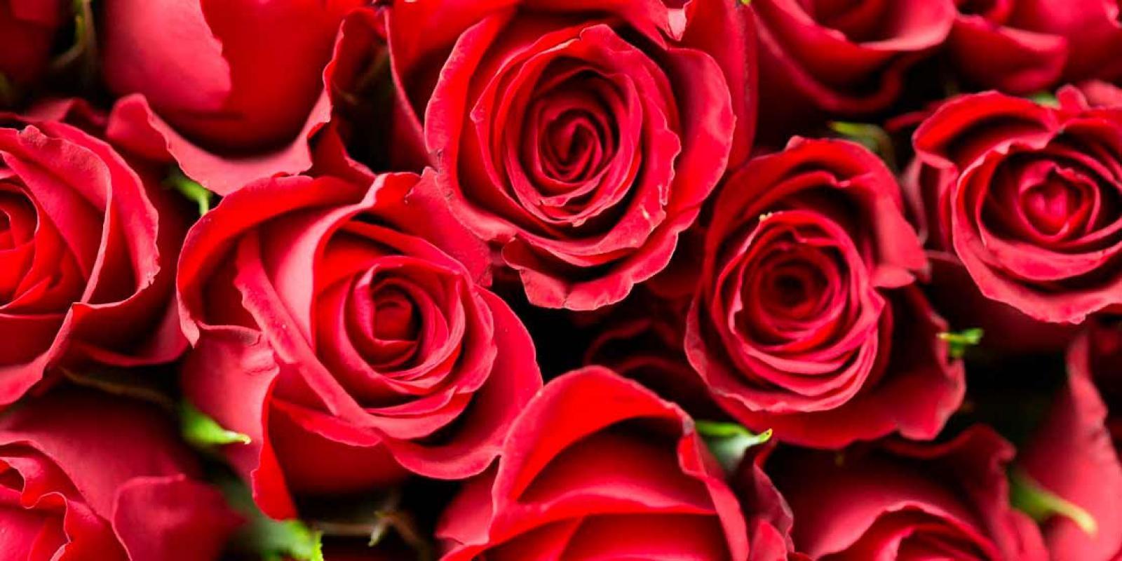 valentine-red-roses