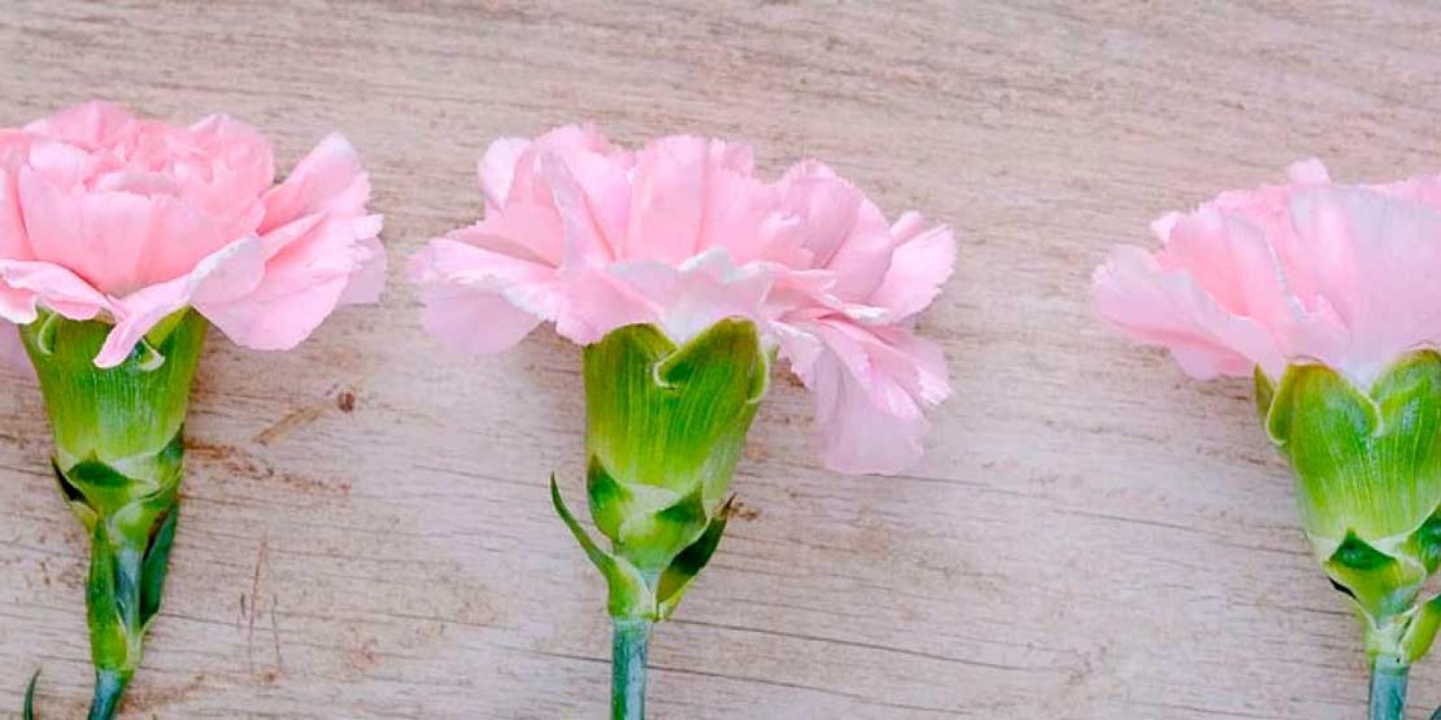 the most beautiful carnations from nursery Divine Flowers