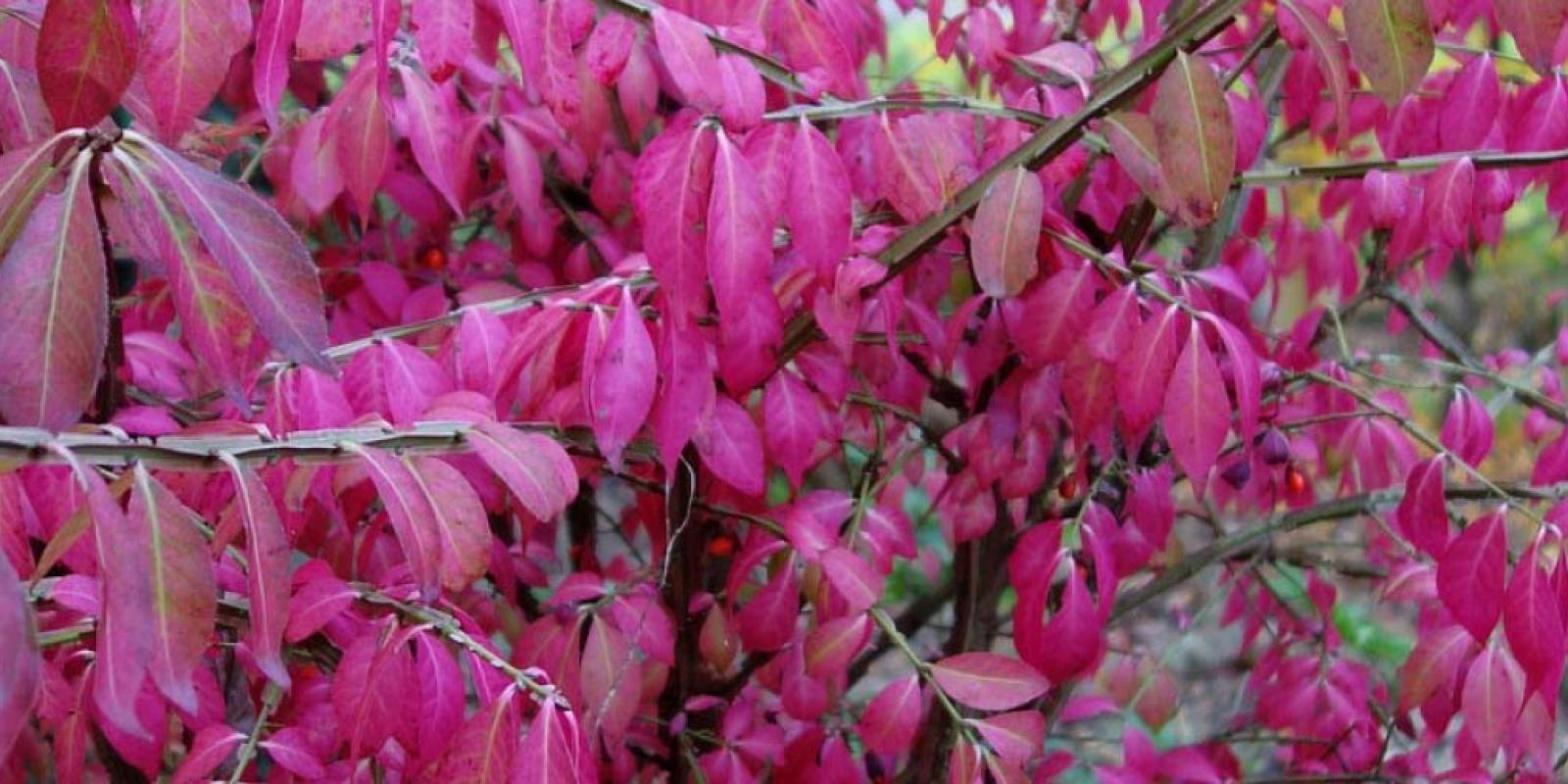 the most beautiful Euonymus from VDW Plant