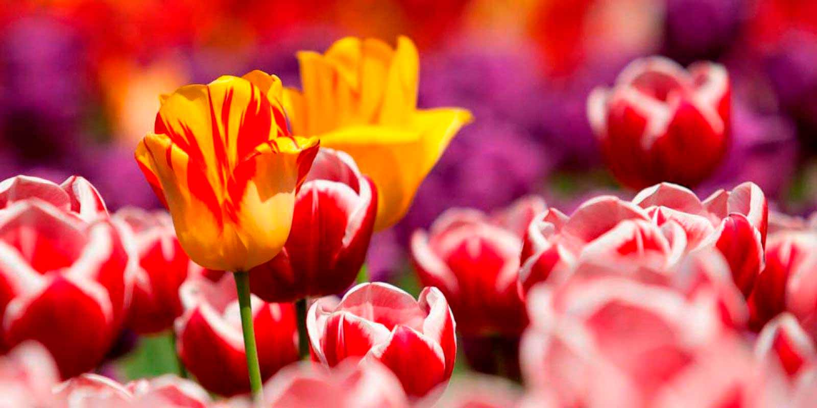 les plus belles tulipes du producteur Borst Bulbes