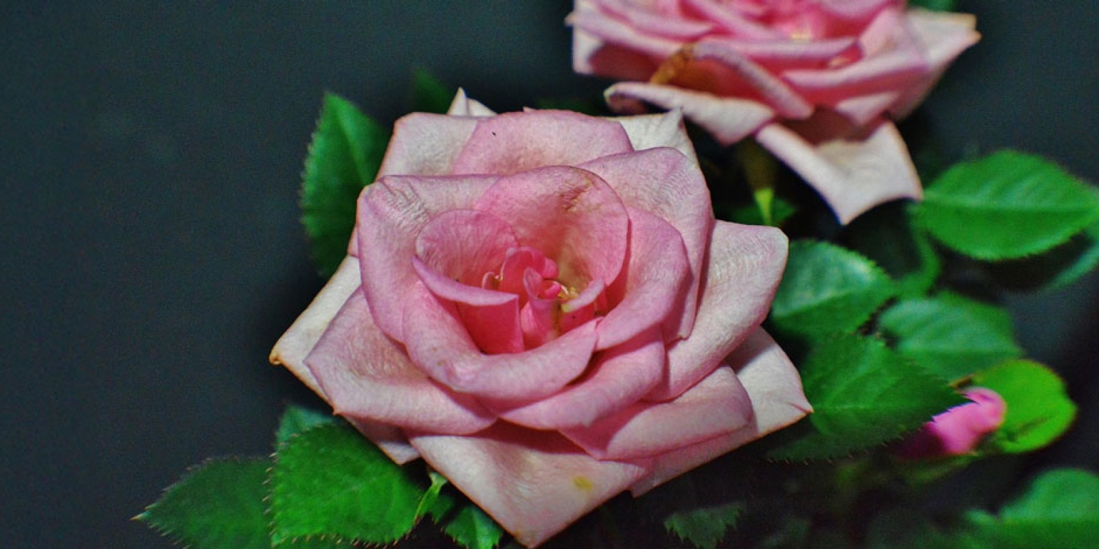 Roses en Pot