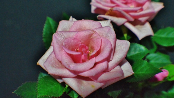 Roses en pot